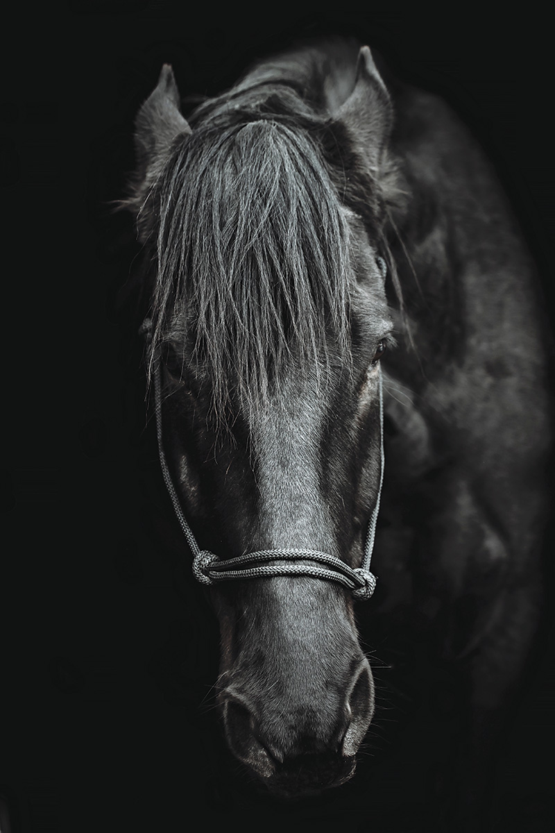 An angry horse ahead of a knee procedure