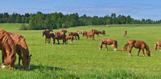 Horses at various stages of life, which require specific needs.
