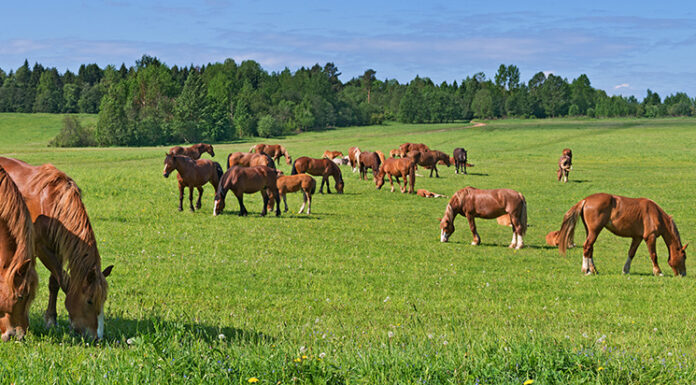 Horses at various stages of life, which require specific needs.