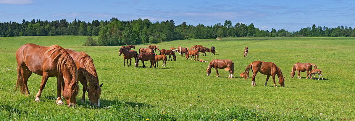 Horses at various stages of life, which require specific needs.