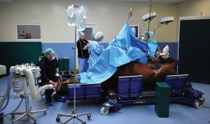 Horse in operating room having an operation.