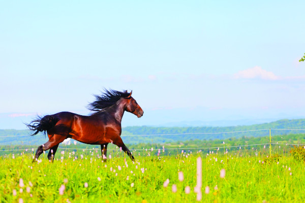 Arab racer runs on a green summer meadow.