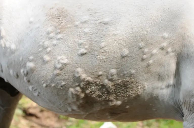 Summer Survival Guide for Horses with Extremely Sensitive Skin