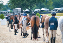 A horse show class of ponies, in which judges may judge ponies based on their weight.