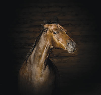 Horse close up in barn. - Lessons learned by pre-vet student