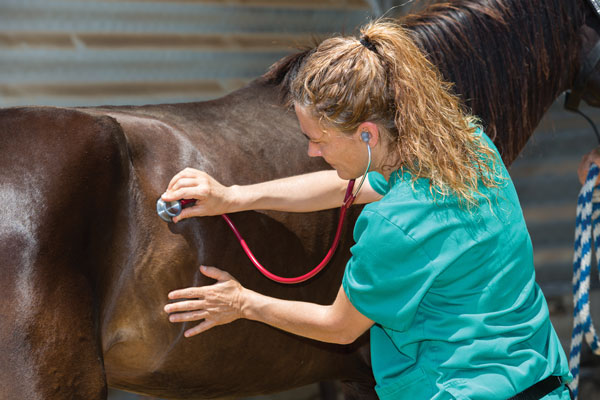 Horse being examined by a veterinarian.