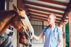 Veterinarian with horse in barn.