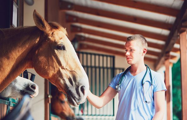 Veterinarian with horse in barn.