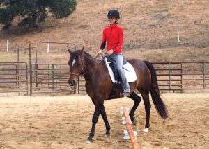 Walking horse next to pole exercise.