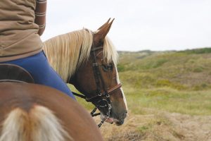 Close up of solo horse and rider. 