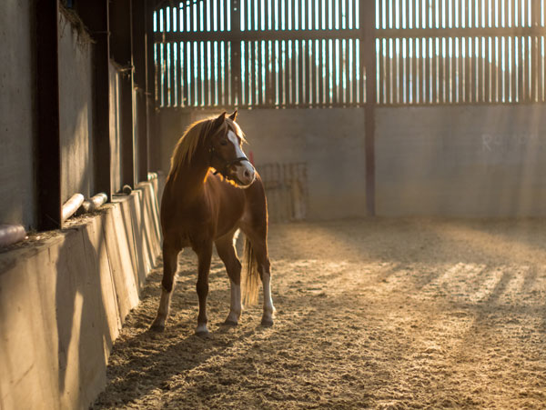 Horse in Indoor Arena