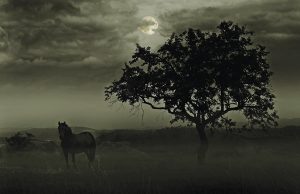 Vet Adventures: Veterinary Care Alone in the Middle of the Night