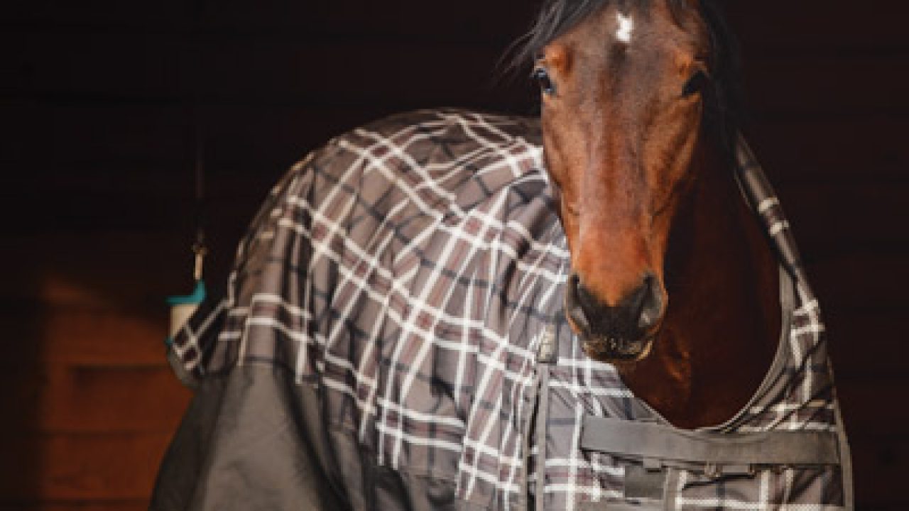 How to Blanket a Horse - Published by Young Rider magazine