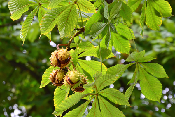 A horse chestnut tree, which is toxic to horses