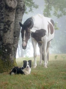 Vet Adventures: Coming Up Roses After Broodmare Difficulties