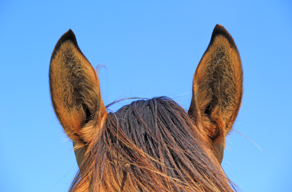 Horse Ears 