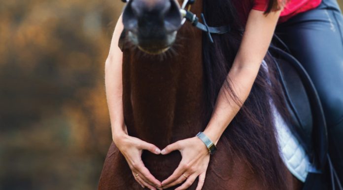 Horse Adoption Match