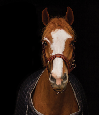 Horse in a blanket black background