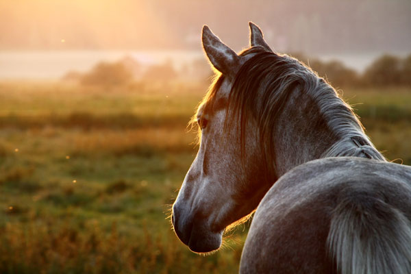 Thankfulness for Horses