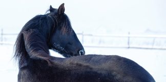 Horse Laying in Snow