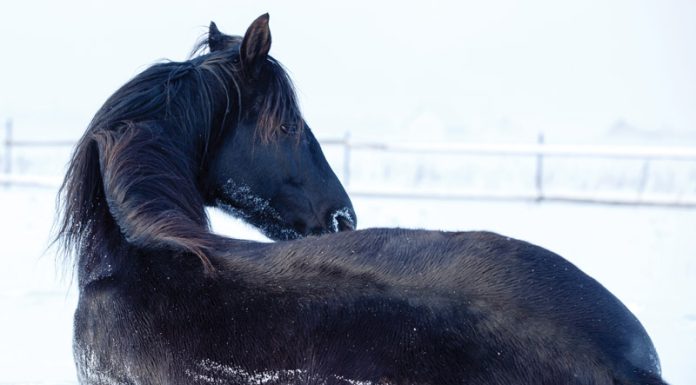 Horse Laying in Snow