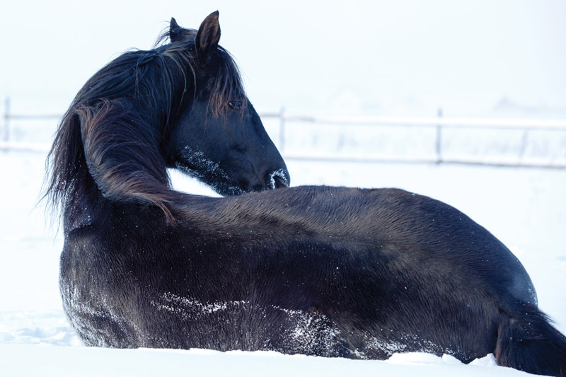 Horse Laying in Snow - Vet Adventures columnist finds massive horse health problem