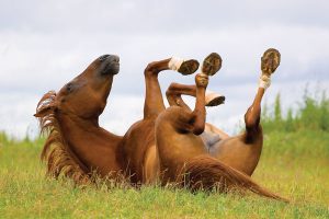 Plan Ahead for Colic Surgery Decisions for Your Horse