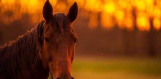 equine allergies and asthma during fall
