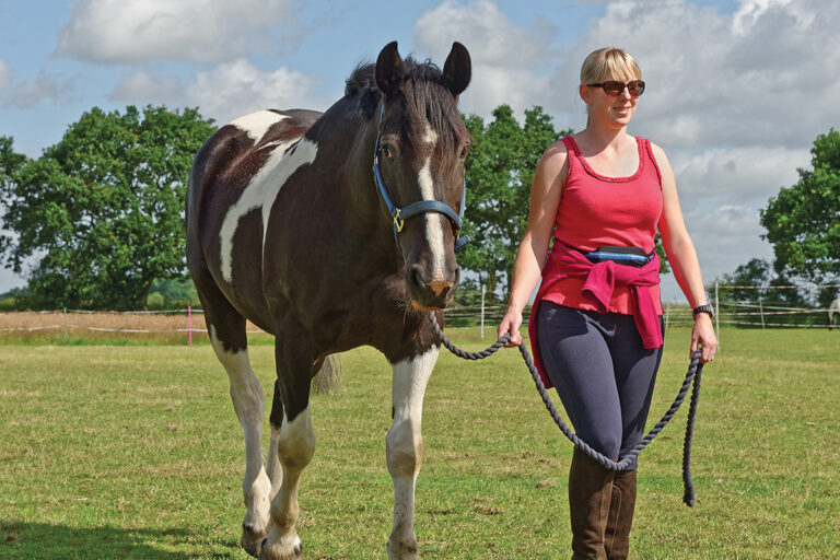 Cellulitis in Horses