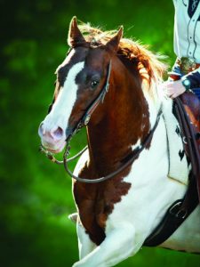 American Paint Horse portrait in summer.