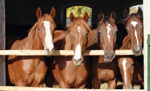 Four Horses Staring