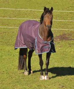 Sheet on a Horse - Horse Blanketing