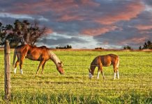 Best Horse Fencing for Horses