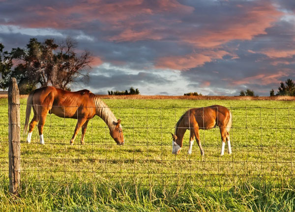 Best Horse Fencing for Horses