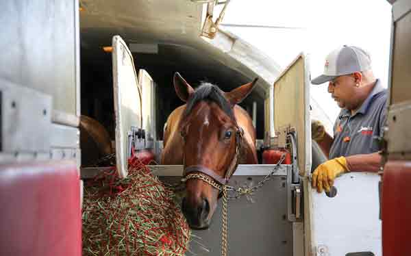 Horse Transportation Driver - horse careers without diploma
