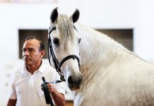Andalusians and Lusitanos Crowned at IALHA Nationals 2019