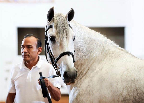 Andalusians and Lusitanos Crowned at IALHA Nationals 2019