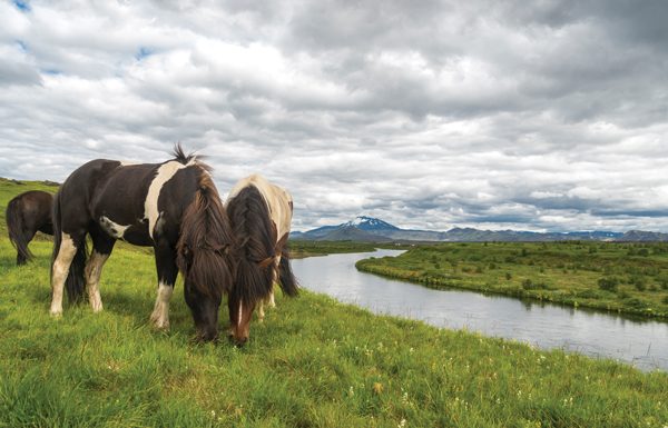 Iceland horse riding vacation