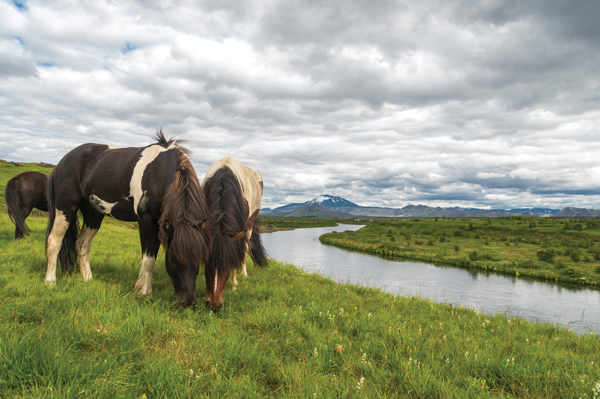 Iceland horse riding vacation