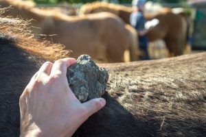 iceland pumice stone for grooming