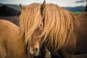 Icelandic Horse