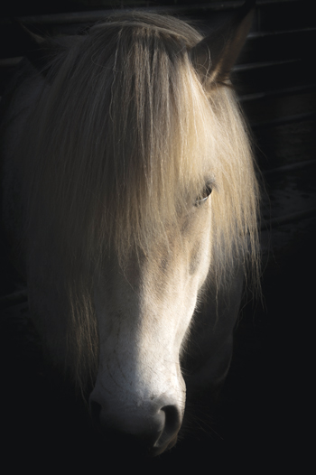 Icelandic Horse