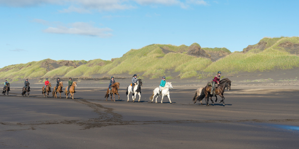 Icelandic Horses on the Beach