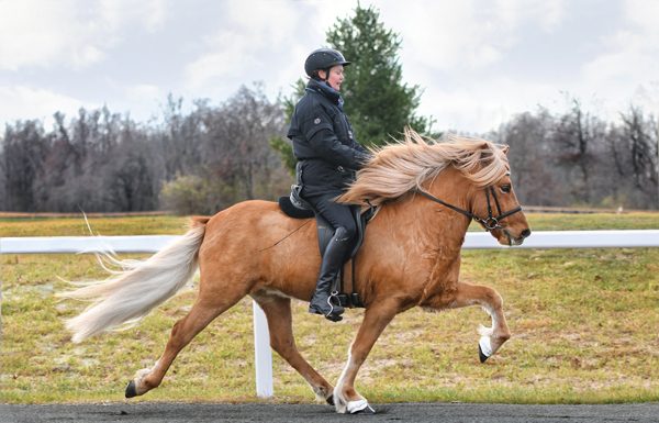 Icelandic Horse tölt