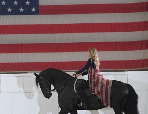 Friesian Show Horse - IFSHA World Show