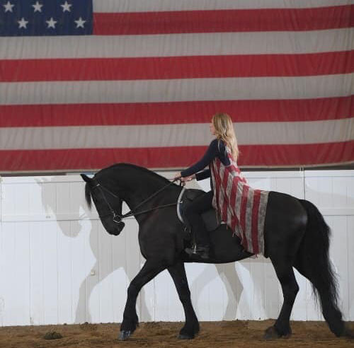 Friesian Show Horse - IFSHA World Show