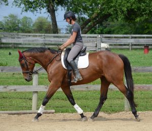 Adoptable Horse of the Week Indiana