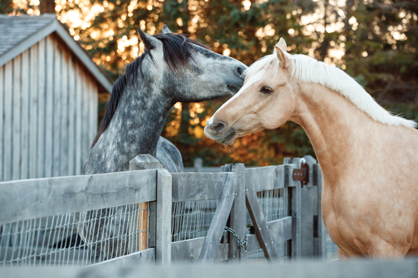 Risk Management for Pastured Horses Interacting Over a Fence
