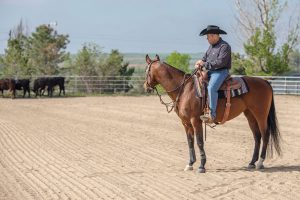 Introducing Your Horse to Cattle