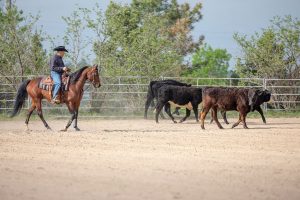 Introducing Your Horse to Cattle